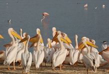Lake Nakuru National Park